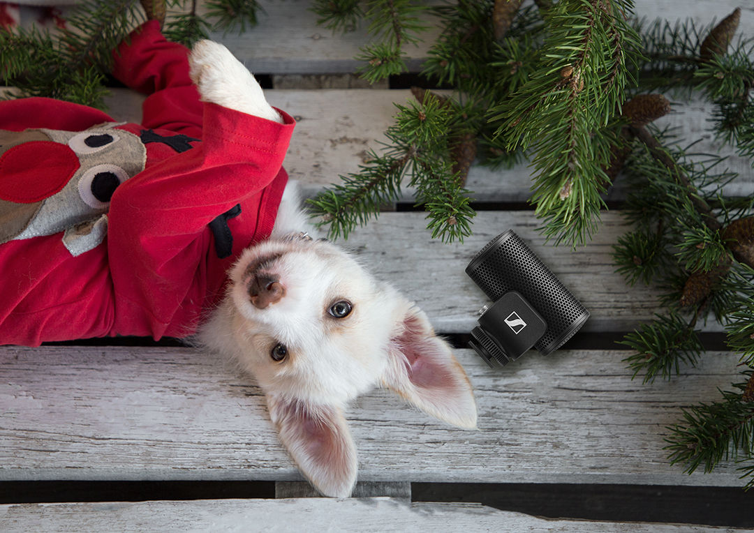 Bandwagon's Holiday Gift Guide